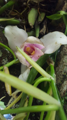Lycaste virginalis