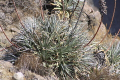 Puya densiflora