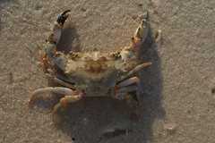 Thalamitinae