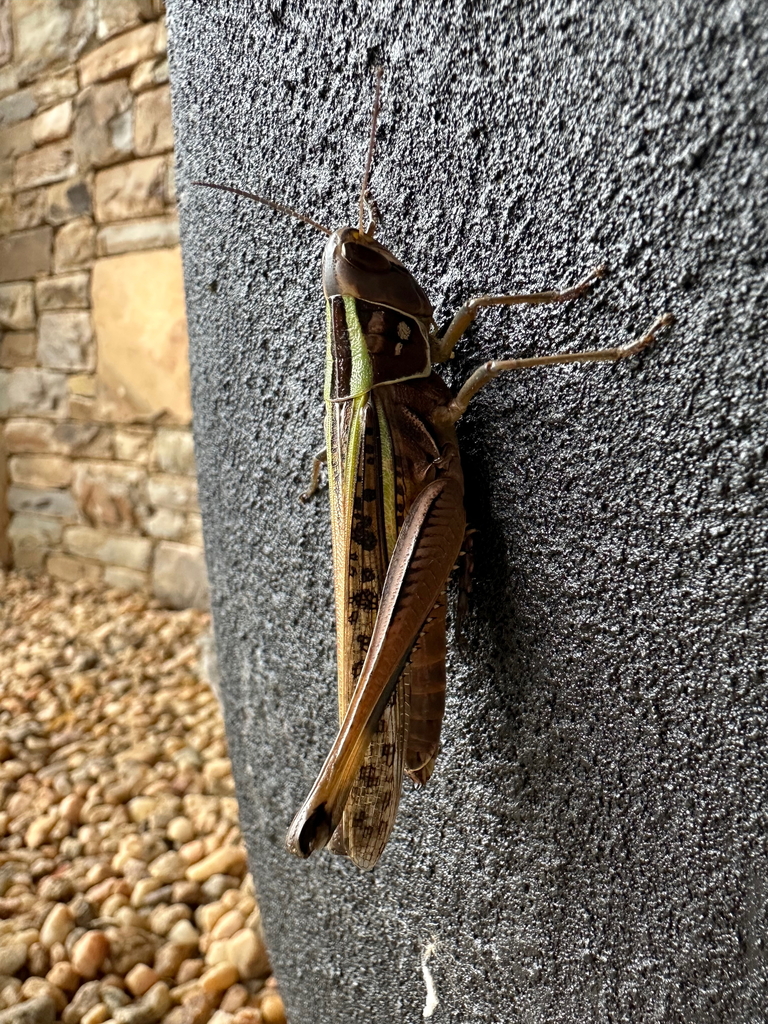 Cataloipus ambiguus