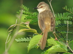 Prinia subflava affinis