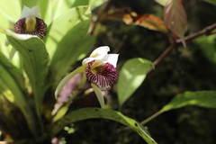 Stenotyla picta