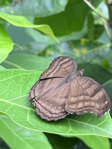 Chocolate Pansy