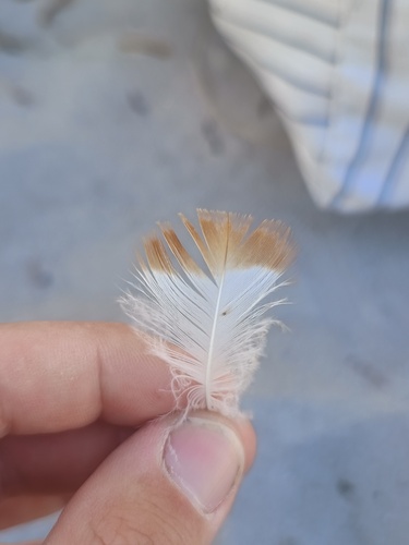 Plume de Tadorne de Belon