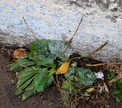 Plantago major