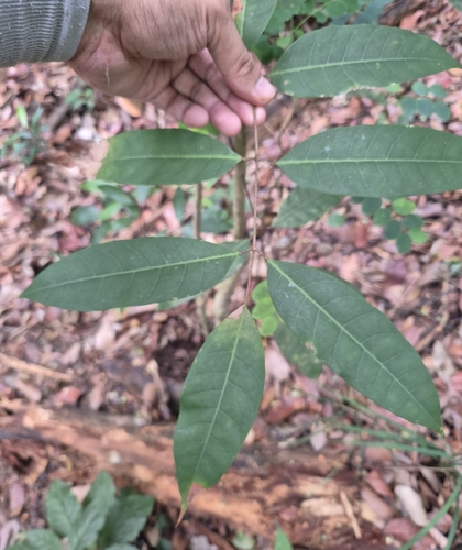 Kedongdong tree (Canarium patentinervium)