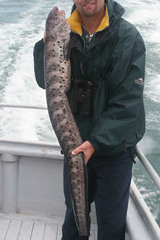 Anarrhichthys ocellatus