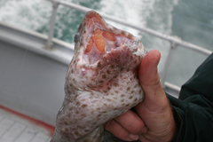 Anarrhichthys ocellatus
