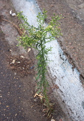 Erigeron canadensis