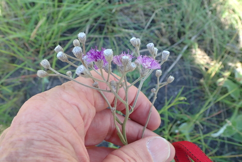 Image of Hilliardiella nudicaulis by no rights reserved