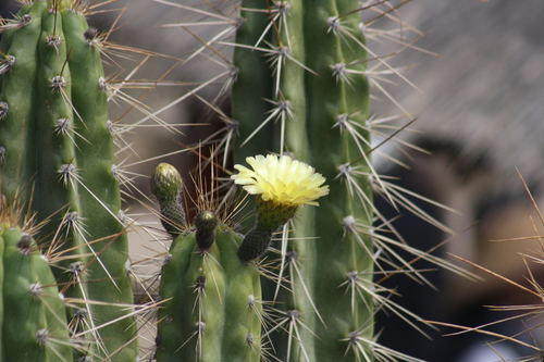 Corryocactus brevistylus (Schum. ex Vaupel) Britton & Rose