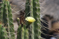 Corryocactus brevistylus