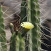 Corryocactus brevistylus - Photo (c) Camden Bruner, some rights reserved (CC BY-NC-ND), uploaded by Camden Bruner