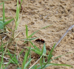 Dasymutilla nigricauda