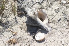 Pleuroploca trapezium