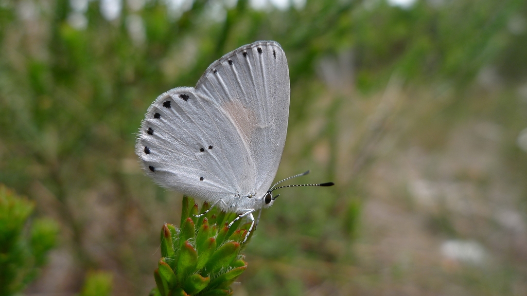 Yellow-spotted Blue