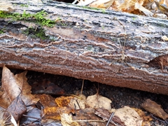 Phlebia rufa