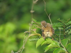 Prinia subflava affinis