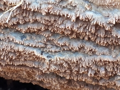 Phlebia rufa