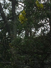 Crotalaria agatiflora