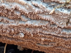 Phlebia rufa
