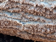 Phlebia rufa
