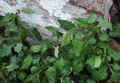 Solanum nigrum