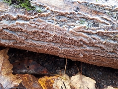 Phlebia rufa