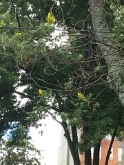 Crotalaria agatiflora