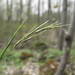 Schizachne purpurascens - Photo (c) Leanne Wallis, μερικά δικαιώματα διατηρούνται (CC BY-NC), uploaded by Leanne Wallis