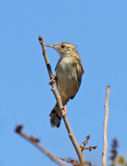 Cisticola cherina