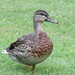 Pacific Black Duck × Mallard - Photo (c) marystg, some rights reserved (CC BY-NC), uploaded by marystg