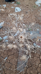 Cousinia hermonis
