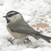 Mountain Chickadee - Photo (c) Jerry Oldenettel, some rights reserved (CC BY-NC-SA)