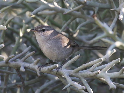Subdesert Brush-Warbler