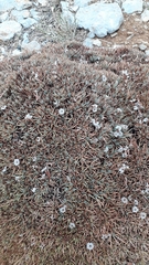 Acantholimon libanoticum