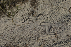 Common Burrowing Skink photo 3
