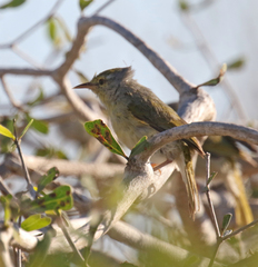 Neomixis striatigula