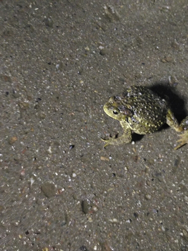 Asiatic Toad