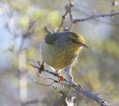 Neomixis striatigula