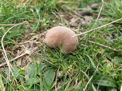 Lycoperdon lividum