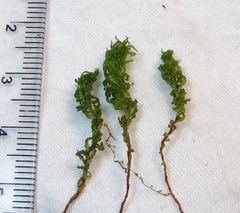 Atrichum crispulum