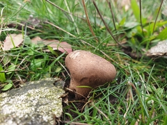 Lycoperdon lividum