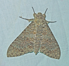Manduca muscosa