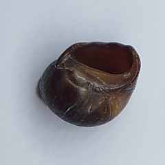 Melarhaphe neritoides