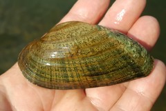 Alasmidonta marginata