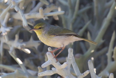 Neomixis striatigula