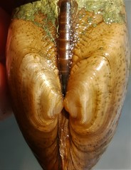 Alasmidonta marginata