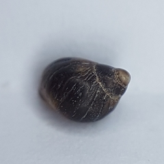 Melarhaphe neritoides