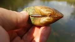 Alasmidonta marginata